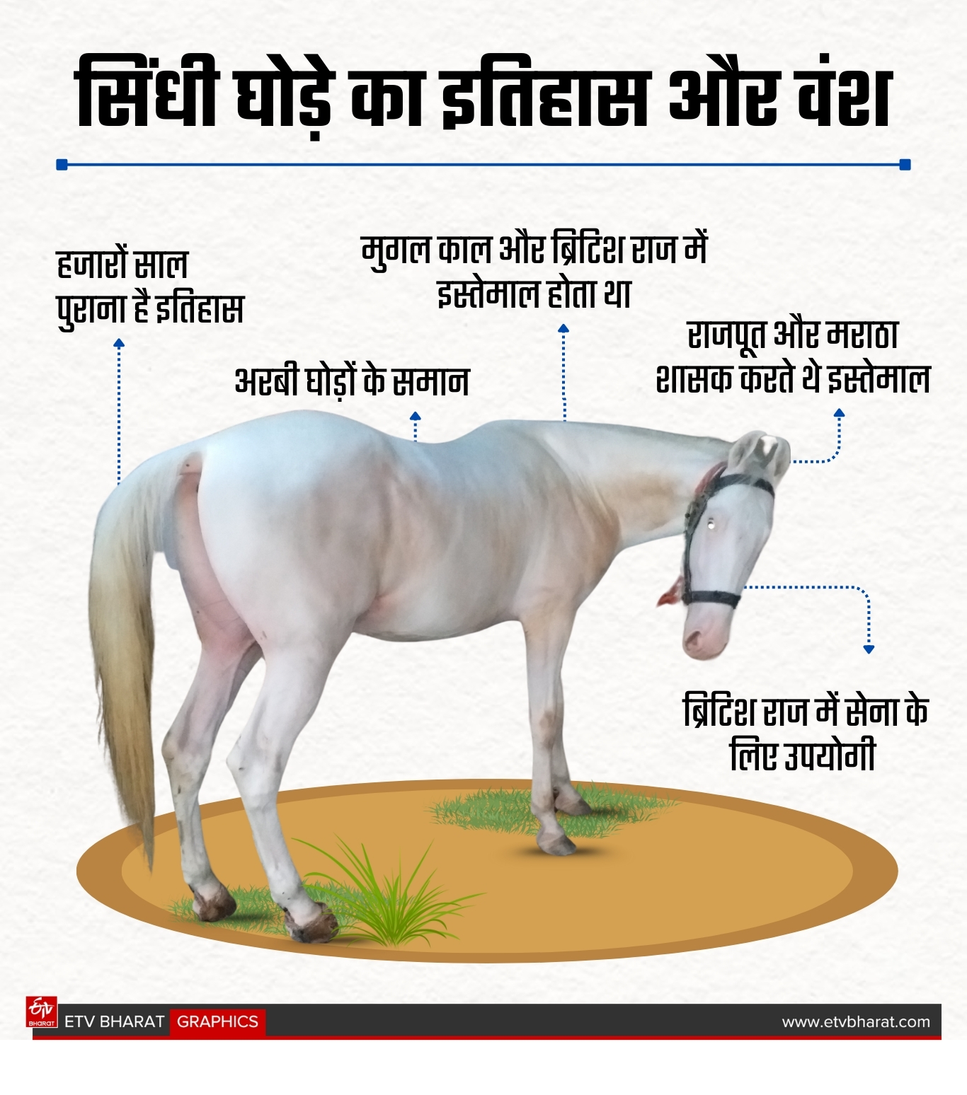 Amazing Horses In Gaya