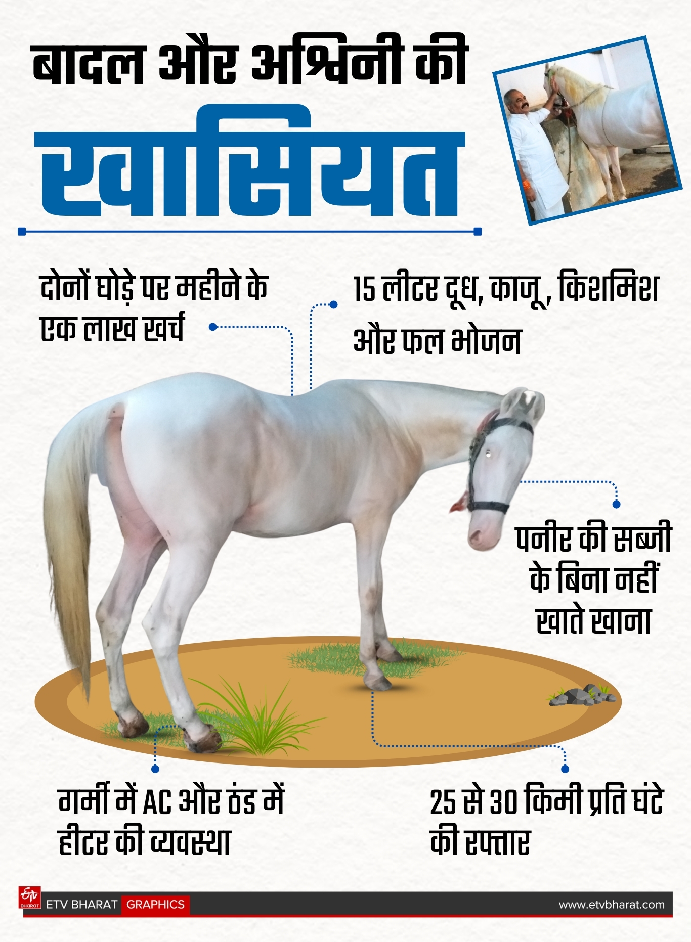 Amazing Horses In Gaya