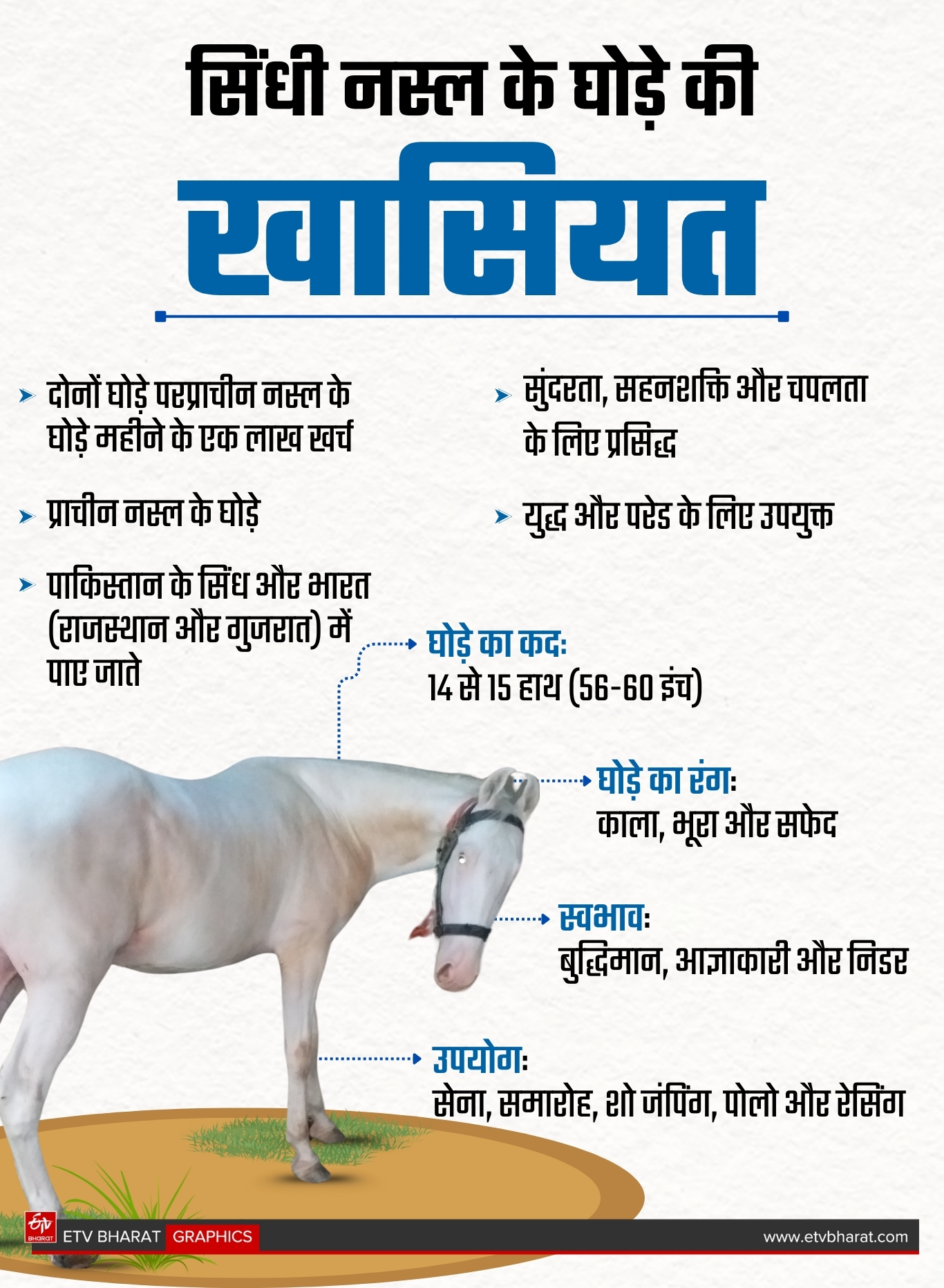 Amazing Horses In Gaya
