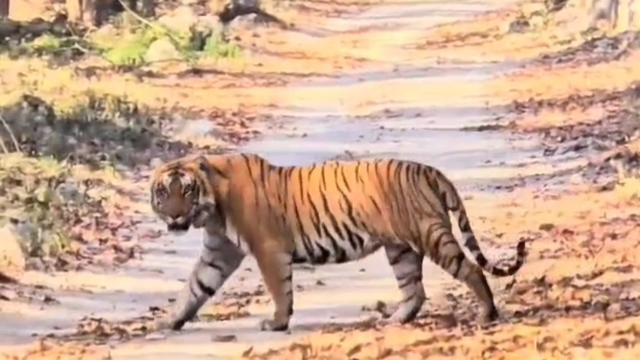 The rise in number of tigers in Uttarakhand's Corbett Tiger Reserve stands testimony to the success of wildlife conservation endeavour but it has also emerged as a cause of concern for locals