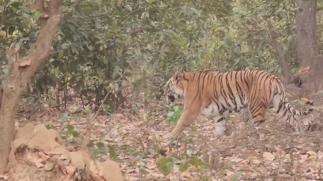 The rise in number of tigers in Uttarakhand's Corbett Tiger Reserve stands testimony to the success of wildlife conservation endeavour but it has also emerged as a cause of concern for locals