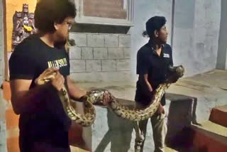 AN 8 FEET LONG PYTHON SPOTTED IN TUMAKURU'S SIDDAGANGAA MUTT