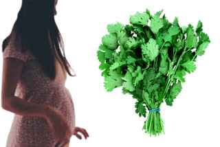 Should pregnant women drink coriander juice or not? Know the health benefits of green coriander