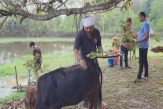 Assamese New Year Goru Bihu