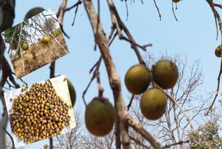 SHAHDOL FOUND TENDU FRUIT