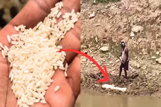 Mid Day Meal Rice Buried In Pond