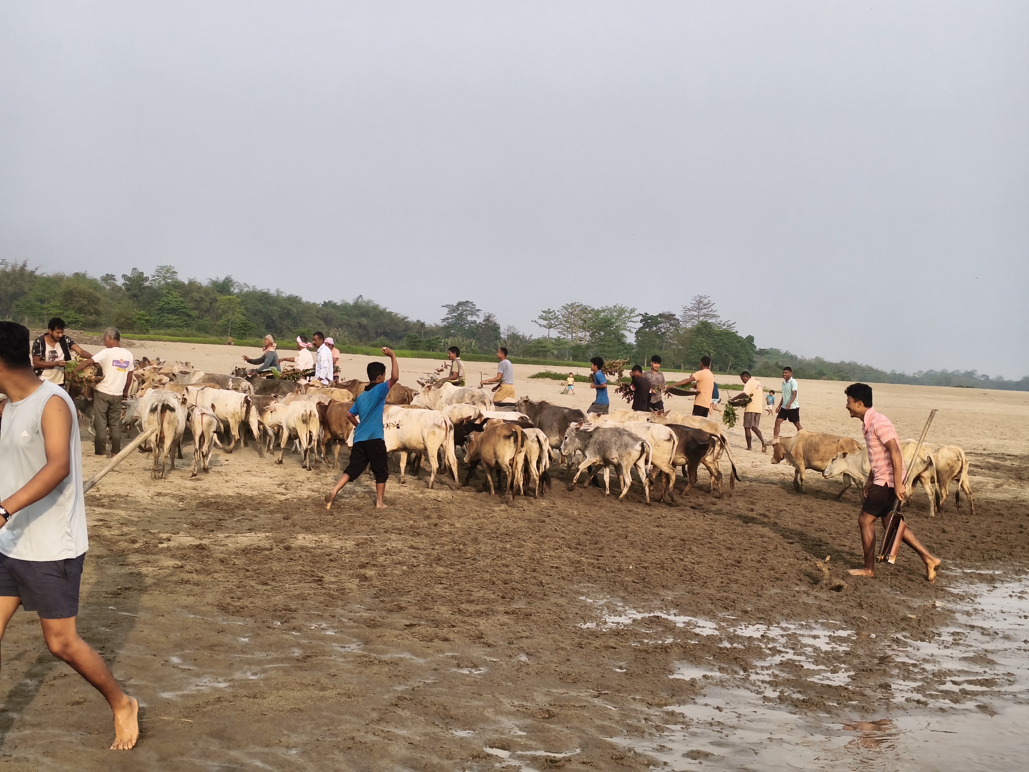 Goru Bihu 2025