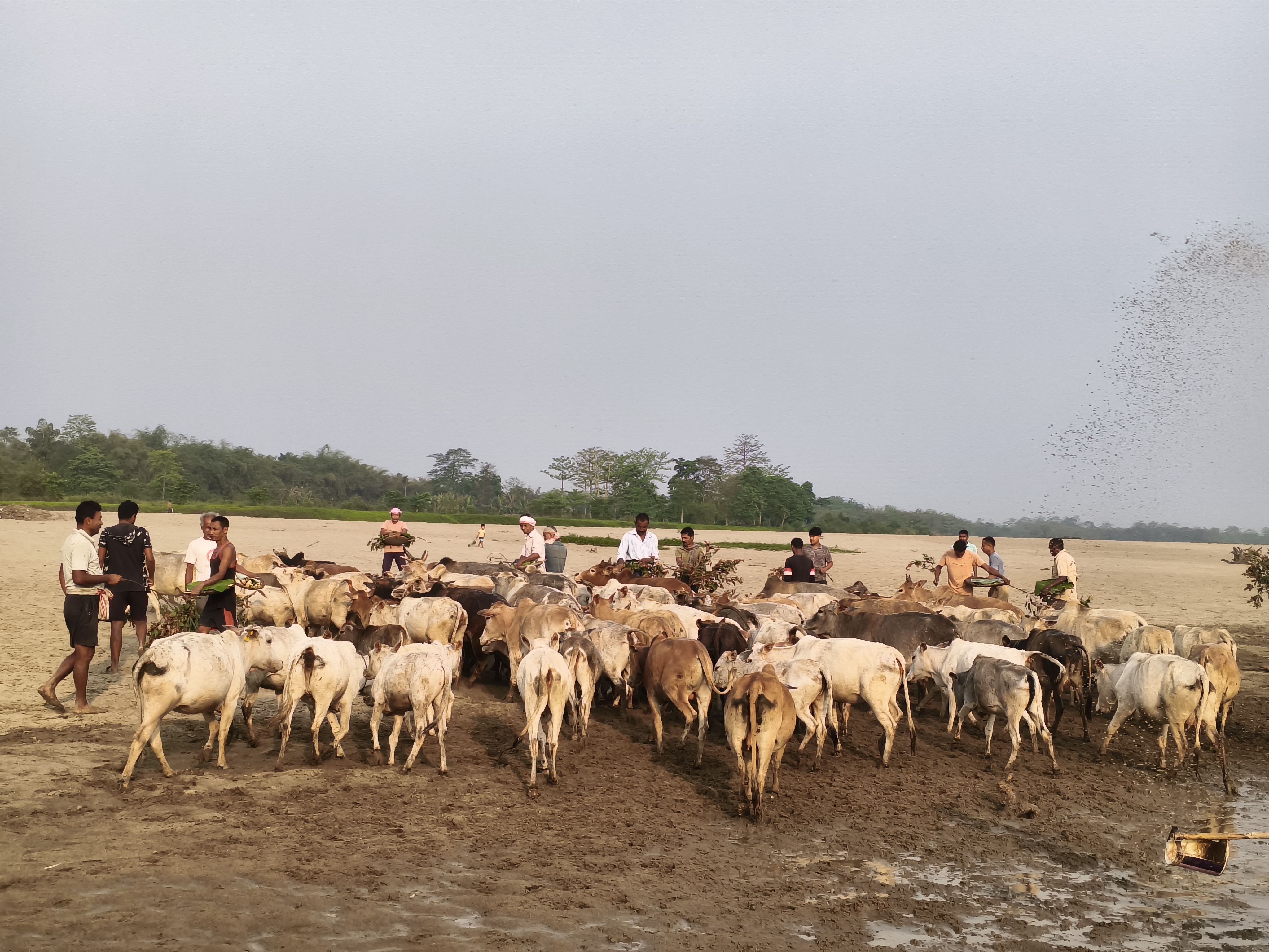 Goru Bihu 2025