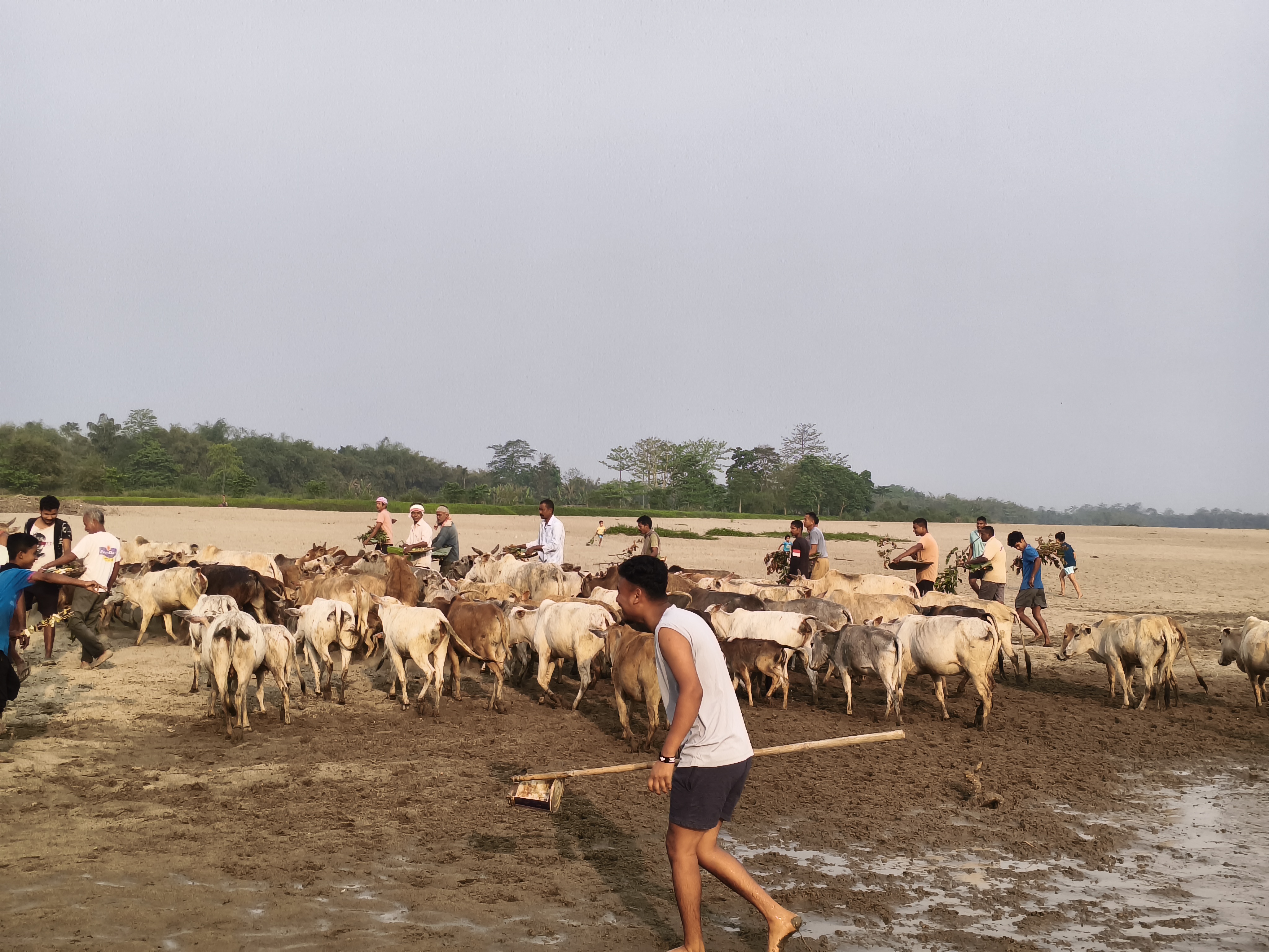 Goru Bihu 2025