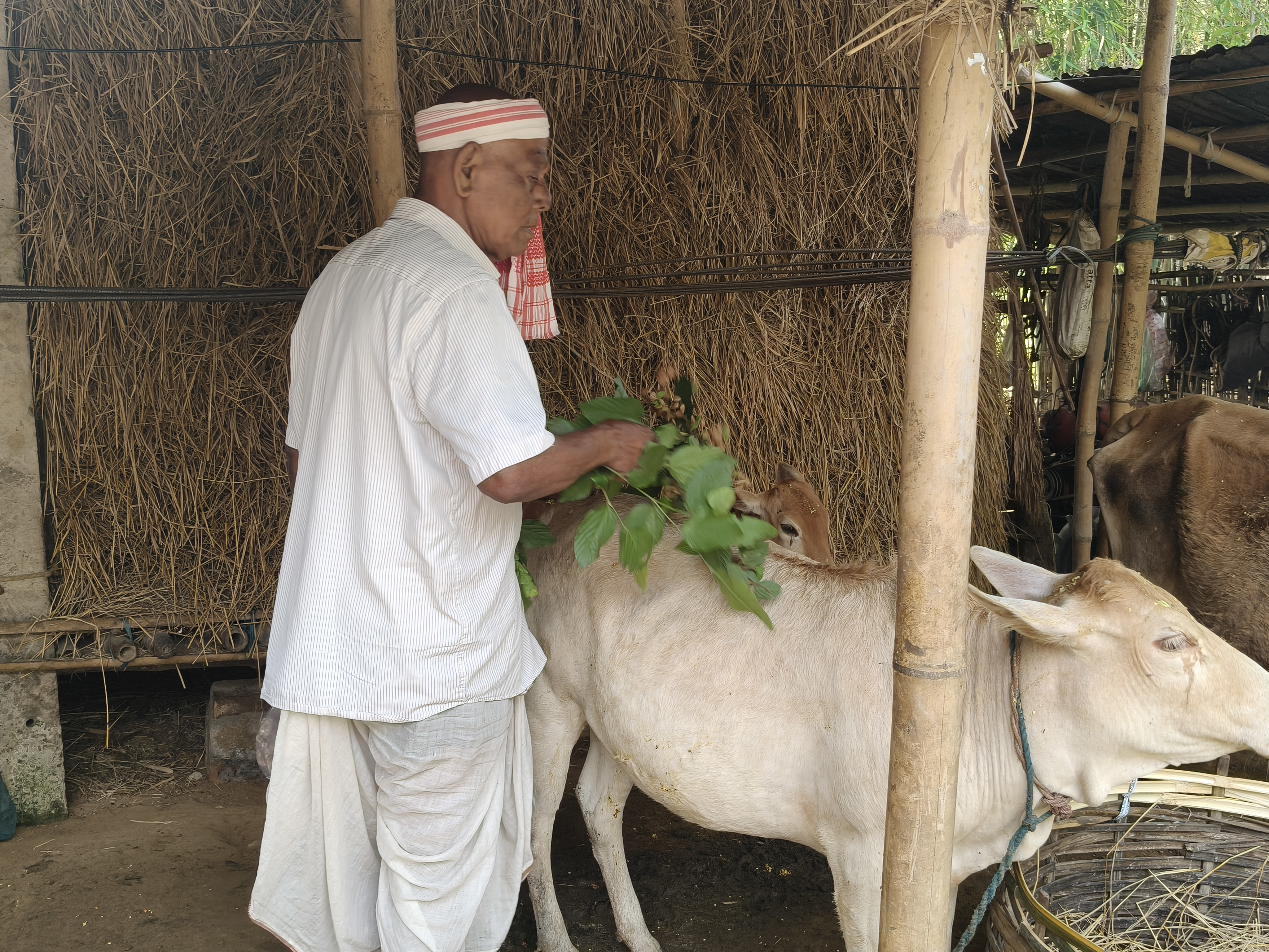 'Goru Bihu': A Peek Into Assam's 'Cow-Centred' New Year