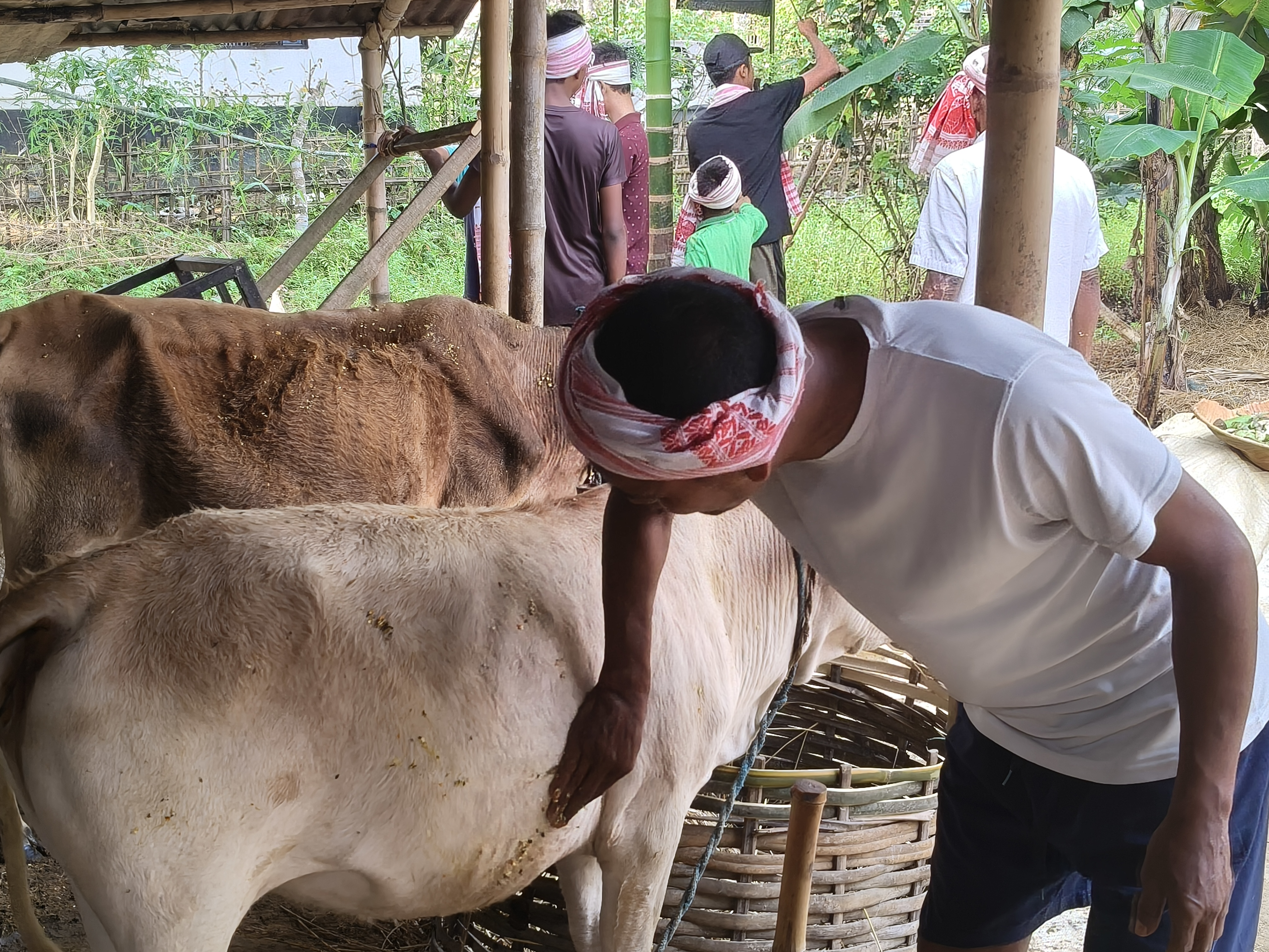 'Goru Bihu': A Peek Into Assam's 'Cow-Centred' New Year
