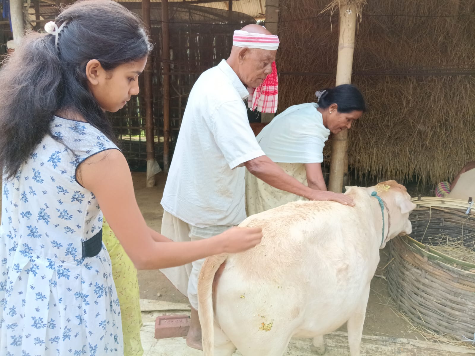 'Goru Bihu': A Peek Into Assam's 'Cow-Centred' New Year