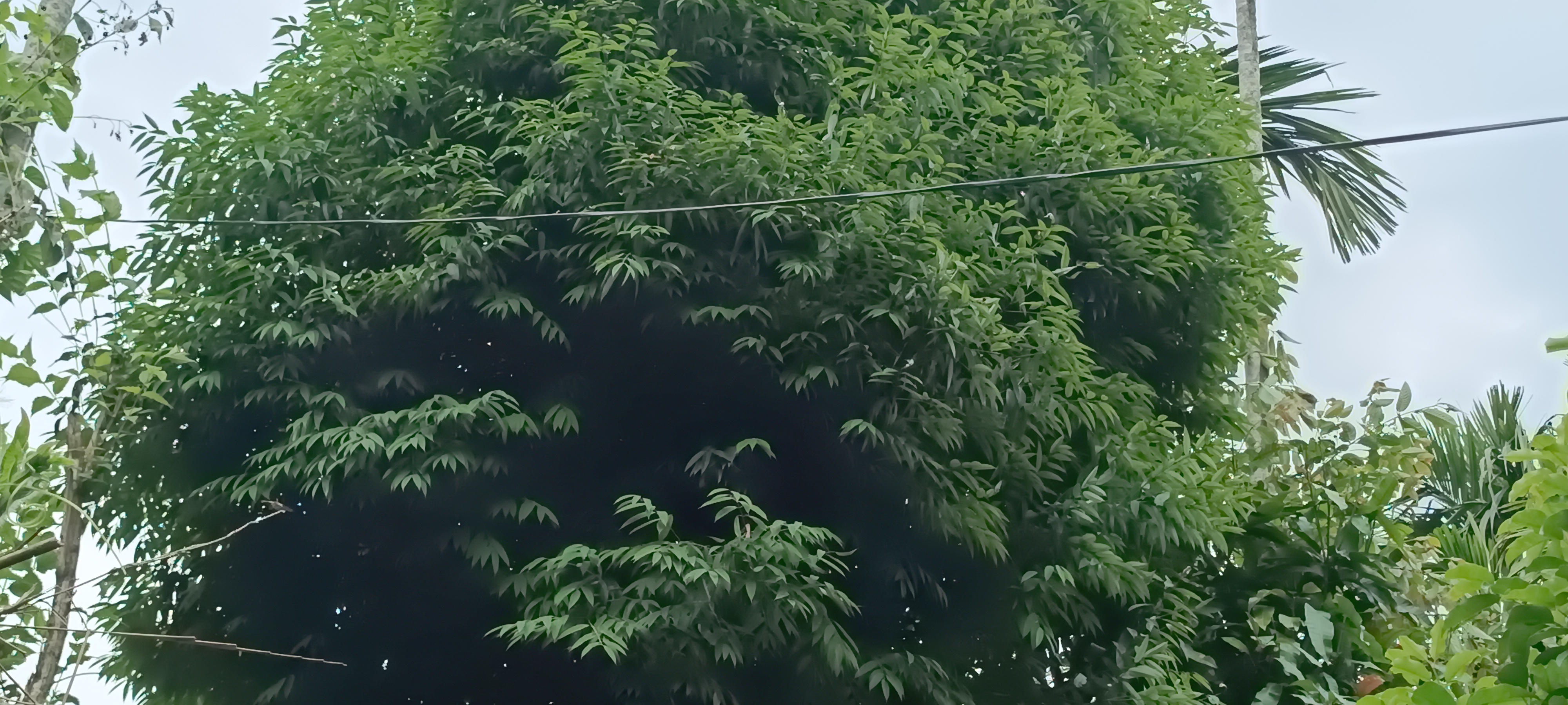 Bohag Bihu 2025