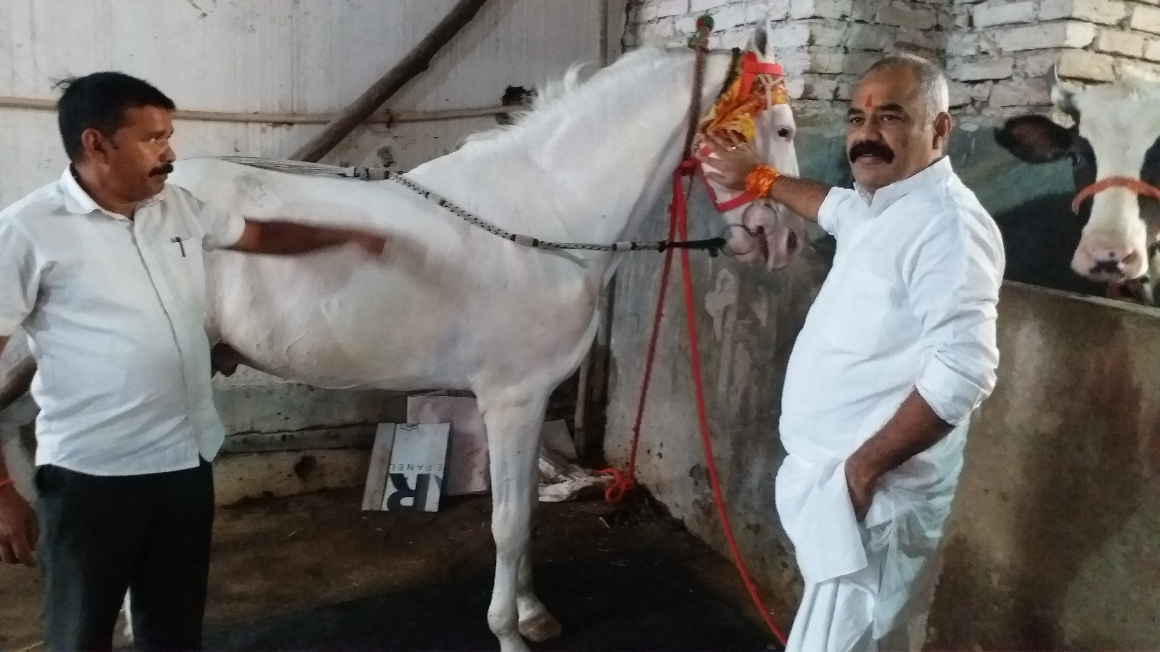Amazing Horses In Gaya