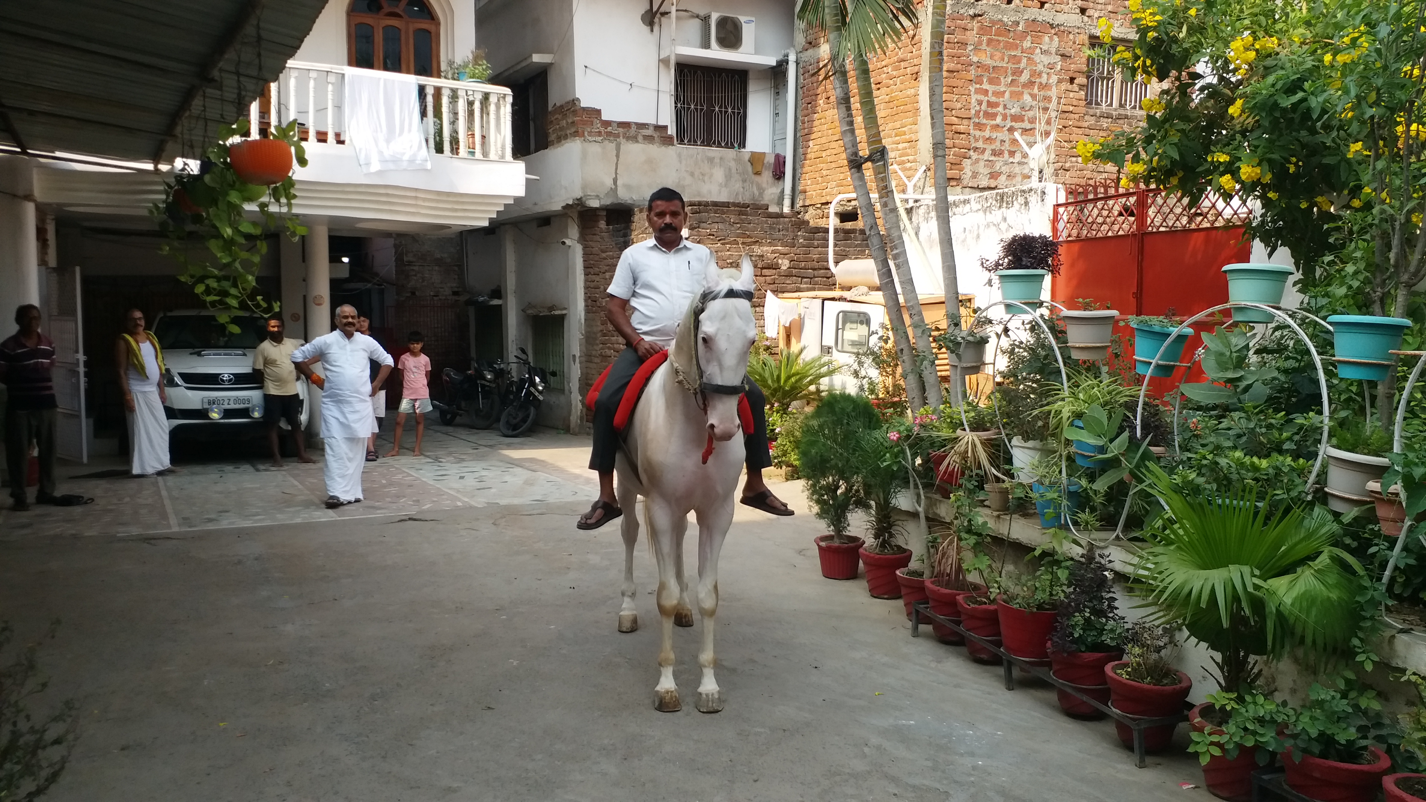 Amazing Horses In Gaya