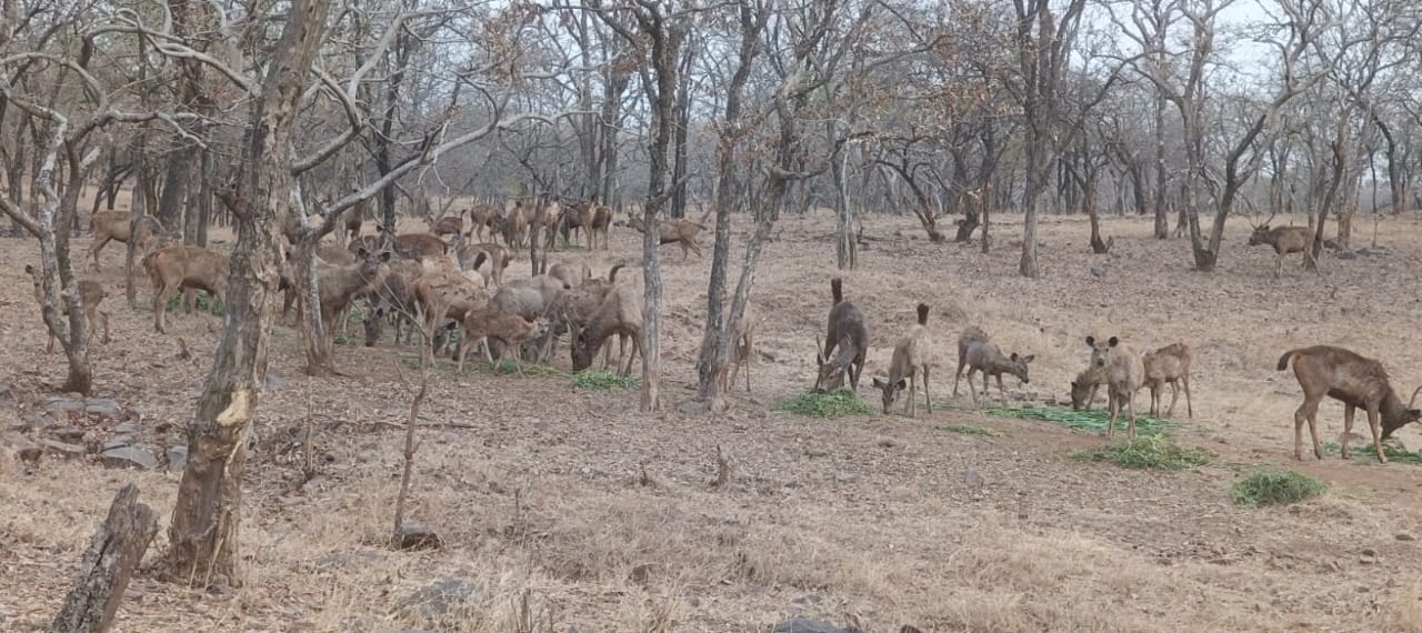 Madhya Pradesh Wildlife Corridor