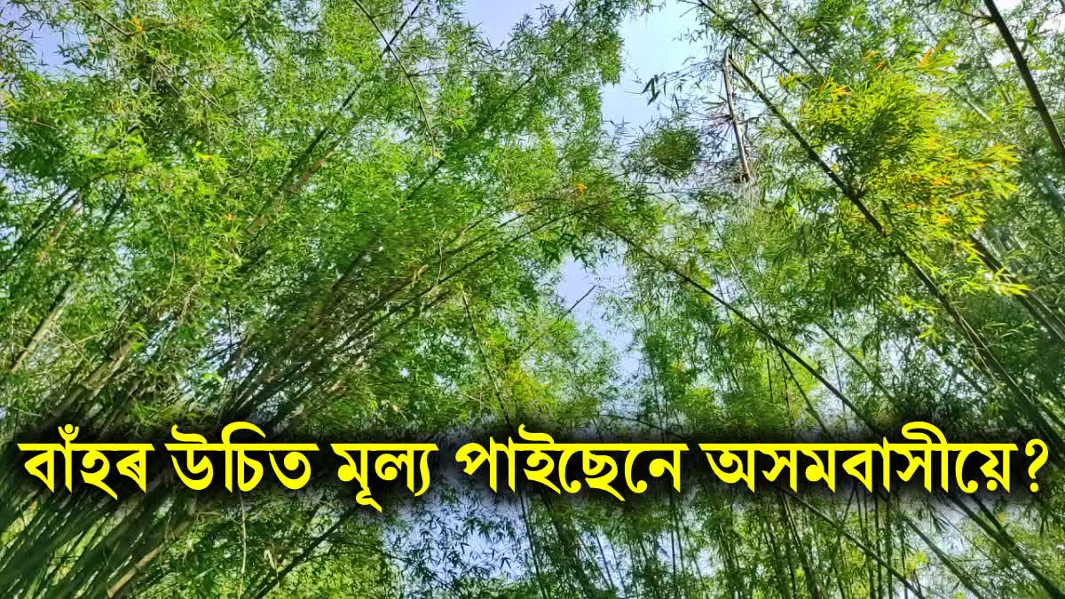 assam bamboo price