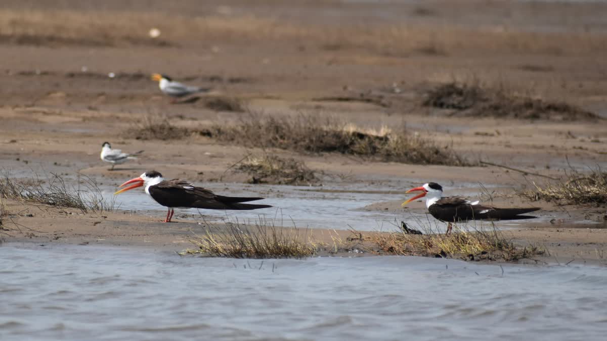 INDIAN SKIMMER BIRD SPOTTED IN STR