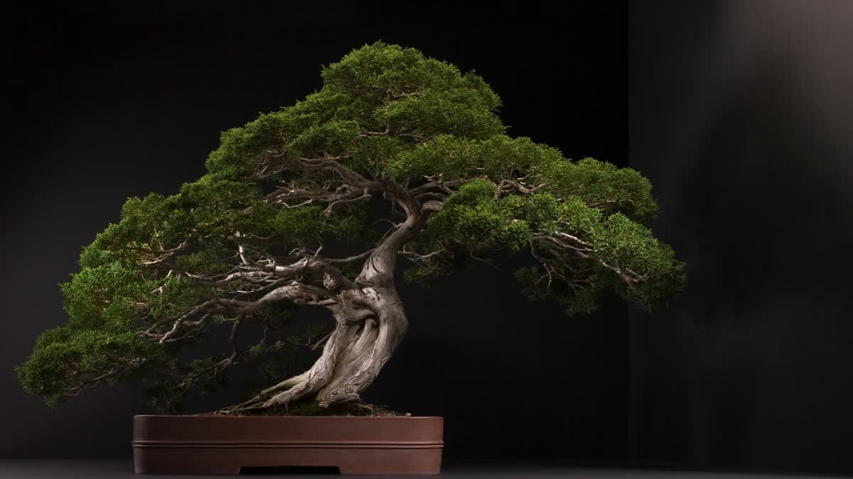 SABURO KATO  WORLD BONSAI DAY  ലോക ബോൺസായ് ദിനം