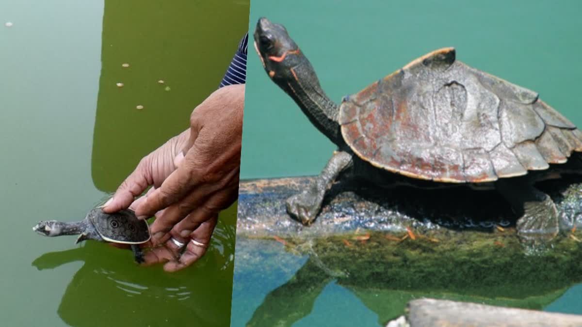 Turtle In Assam