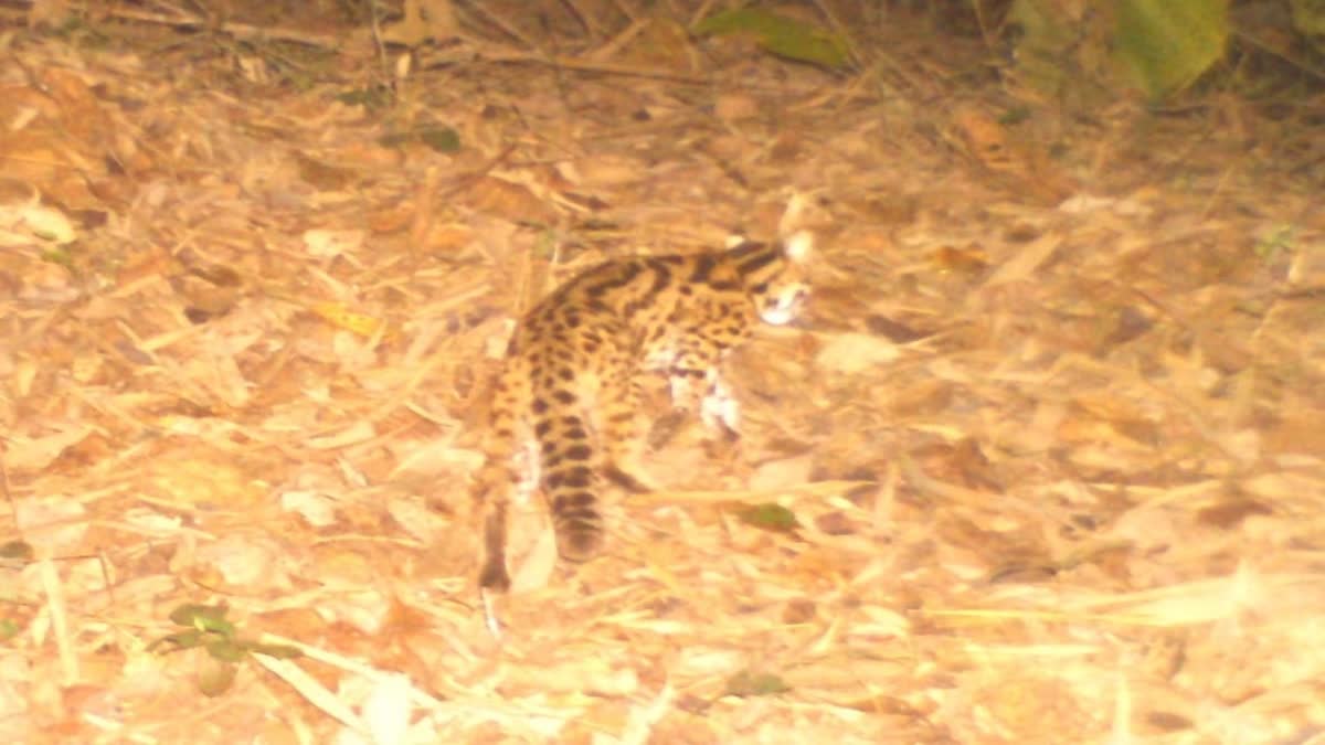 rare sighting leopard cat spotted in pench tiger reserve maharashtra