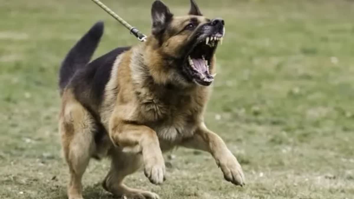 BARKING DOGS MISCREANT PELTED STONE