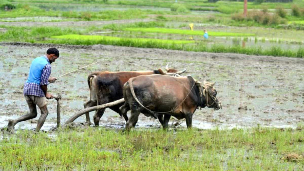 RAIN EFFECT ON CROPS