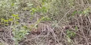 Tiger Died In Gorewada