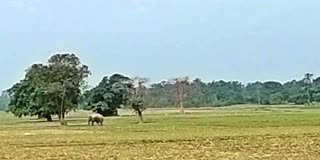 Wild Elephant free roaming