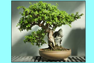 World Bonsai Day