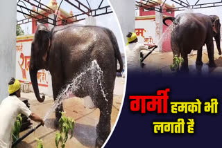 special arrangments of elephant bath in summers