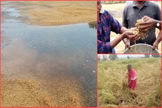 Crop Damage due To Heavy Rain in Parkal