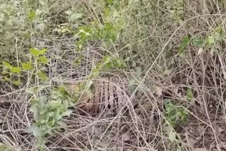 Tiger Died In Gorewada