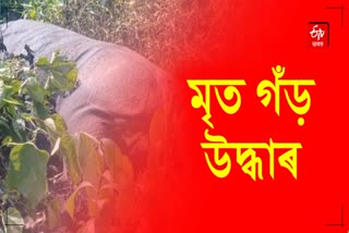 Rhino dead Body Recovered in Kaliabor tea garden