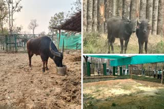 buffaloes gained prominence in chhattisgarh