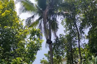 തെങ്ങ്  ശാഖകളുള്ള തെങ്ങ്  COCONUT TREE WITH BRANCHES  BRANCHED COCONUT TREE IN IDUKKI