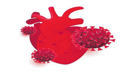 COVID 19  HEART DISEASES  COVID VIRUS CAN CAUSE HEART DAMAGE  കോവിഡ് വൈറസ് ഹൃദ്രോഗത്തിന് സാധ്യത