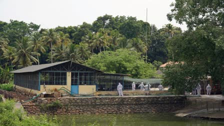 THIRUVALLA NIRANAM GOVT DUCK FARM  BIRD FLU CULLING DUCK  CULLING DUCKS AT THIRUVALLA  പക്ഷിപ്പനി തിരുവല്ല