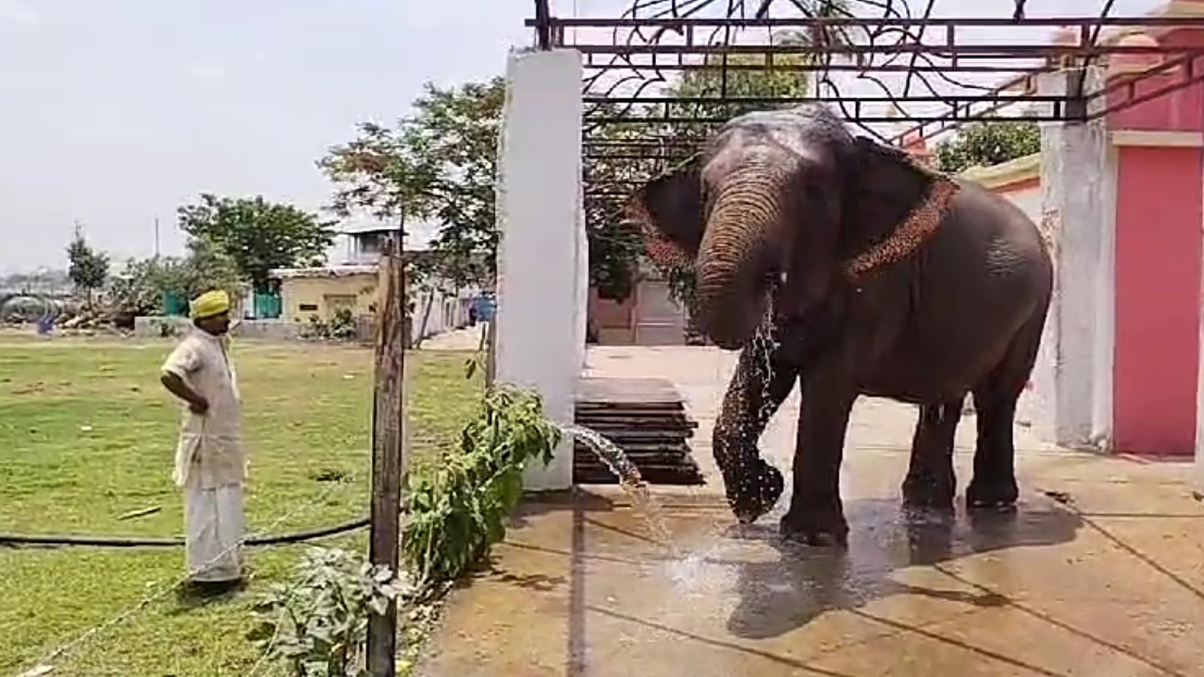 special arrangments of elephant bath in summers