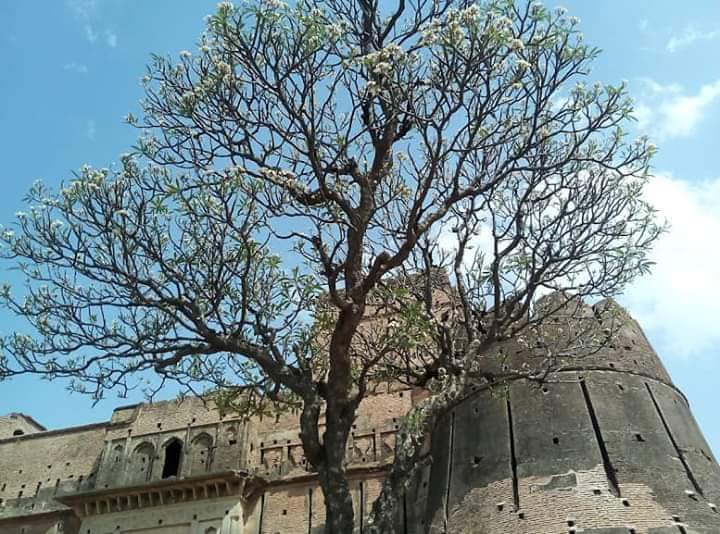 mysterious fort gulganj of khajuraho