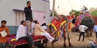 wedding procession on camel carts