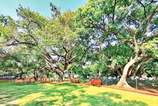 Pillala Marri Tree in Mahabubnagar