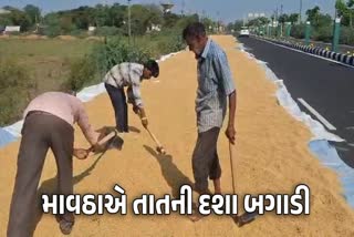 સુરતમાં માવઠાથી ડાંગરના પાકને નુકસાન