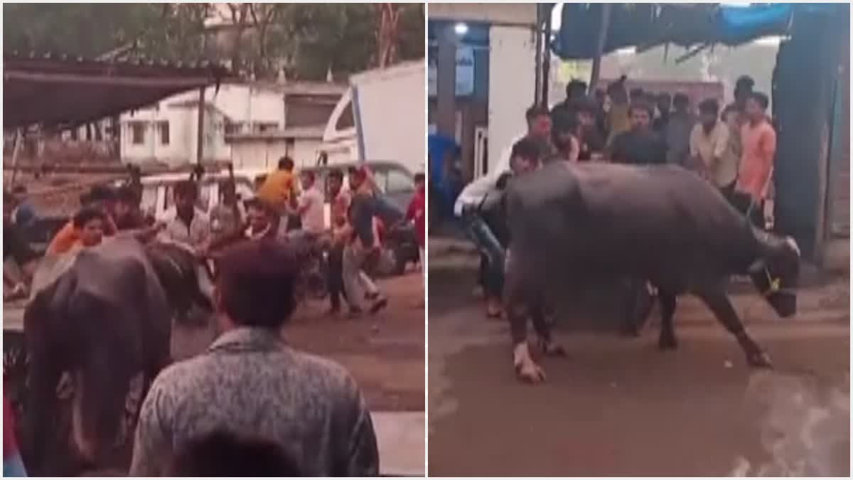 Buffalo Attack In Bhiwandi