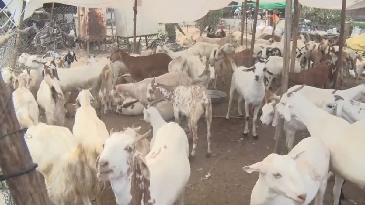 Why is Ahmedabad's Chandola Bakra Mandi special?