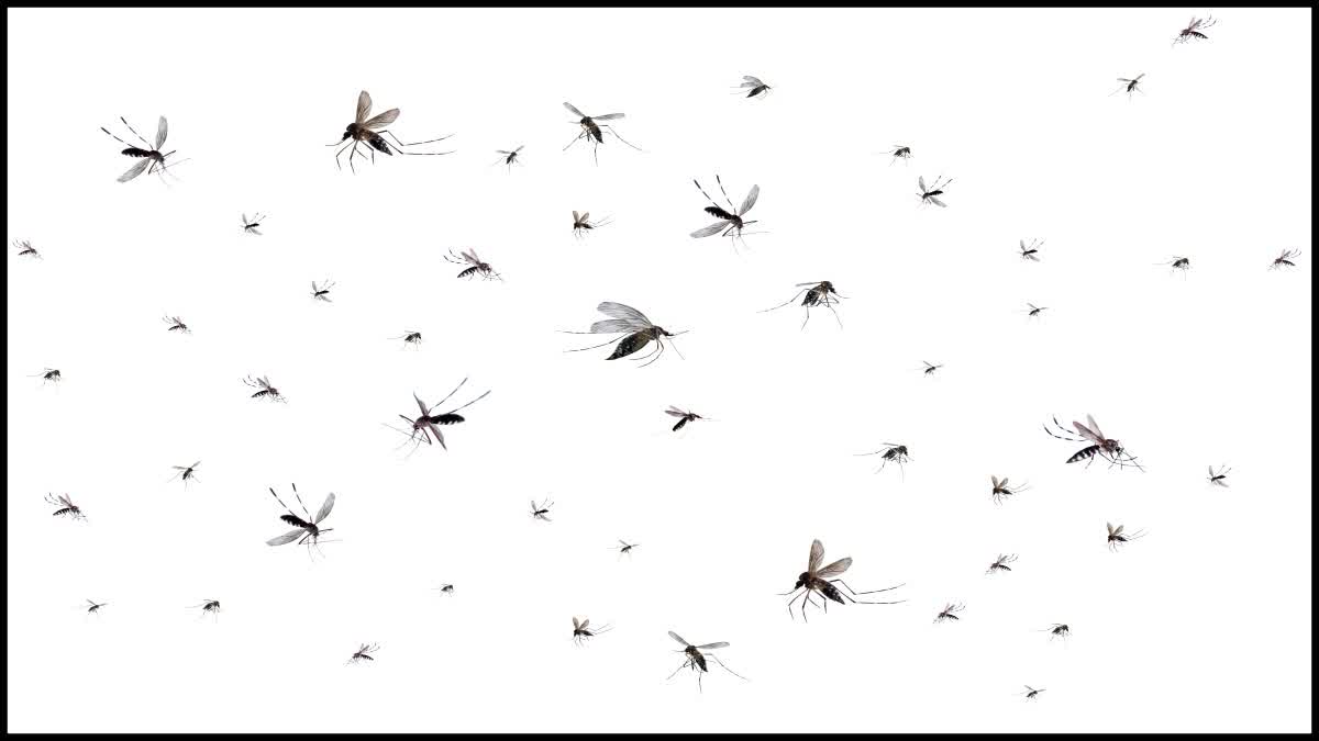 Get Rid Of Mosquitoes News