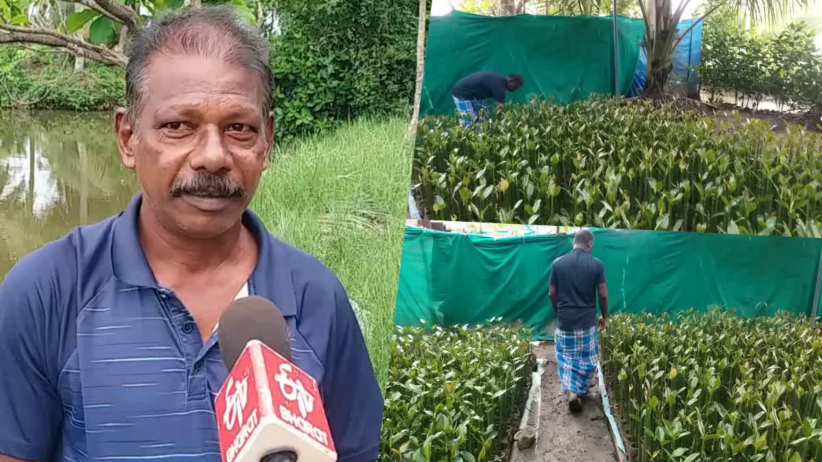 Kerala Man Planted Half A Lakh Mangrove Plants