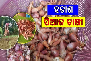 ONION CULTIVATION DAMAGE IN BOUDH