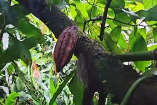 POD ROT ISSUE IN COCOA  COCOA FARMERS CRISIS DUE TO RAIN  കൊക്കോ കർഷകർ പ്രതിസന്ധിയിൽ  കൊക്കോ കൃഷി