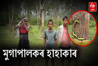Hundreds of Muga silkworm dies of unknown disease in Dibrugarh